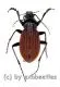 Carabus ( Aulonocarabus ) canaliculatus jankowskiellus ( 25 - 29 )