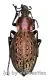 Carabus ( Coptolabrus ) formosus ( var.1 ) ( 35 – 39 )