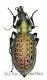 Carabus ( Coptolabrus ) formosus ( var.2 ) ( 30 – 34 )