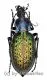 Carabus ( Coptolabrus ) formosus ( var.3 ) ( 30 – 39 ) A2