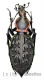 Carabus ( Coptolabrus ) ignimetalla angulicollis ( 40 – 44 )