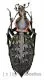 Carabus ( Coptolabrus ) ignimetalla angulicollis ( 45 – 49 )
