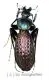 Carabus ( Apotomopterus ) yuae arlequinus ( 35 – 39 )