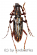 Carinolesthes pericalles ( 20 – 24 )