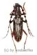 Carinolesthes pericalles ( 25 – 29 )