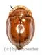 Cassidinae spec. #3 ( 10 – 14 )