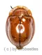 Cassidinae spec. #3 ( 10 – 14 )