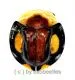 Cassidinae spec. ( 10 – 14 ) A2