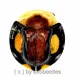 Cassidinae spec. ( 10 – 14 )