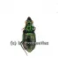 Catascopus spec. ( 5 - 9 )