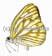 Cepora nerissa A1/A-