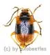 Cerambycidae spec. #45 ( 10 - 14 )