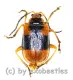 Cerambycidae spec. #45 ( 10 - 14 )