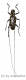 Cerambycidae spec. #54 ( 20 - 24 )
