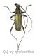 Cerambycidae spec. #55 ( 15 - 19 )