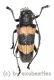 Cerambycidae spec. #56 ( 20 - 24 )