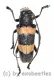 Cerambycidae spec. #56 ( 20 - 24 )