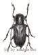 Cerambycidae spec. #64 ( 20 - 24 )