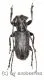 Cerambycidae spec. #64 ( 20 - 24 ) A2