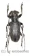 Cerambycidae spec. #64 ( 20 - 24 ) A2