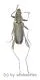 Cerambycidae spec. #70 ( 15 - 19 ) A2
