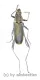 Cerambycidae spec. #70 ( 15 - 19 ) A2