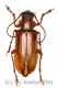 Cerambycidae spec. #72 ( 30 - 34 )