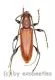 Cerambycidae spec. #75 ( 10 - 19 ) A2