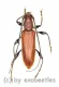 Cerambycidae spec. #75 ( 10 - 19 ) A2