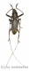 Cerambycidae spec. #76 ( 25 - 29 )