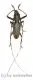 Cerambycidae spec. #76 ( 25 - 29 )