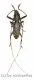 Cerambycidae spec. #76 ( 25 - 29 )