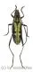 Cerambycidae spec. #77 ( 15 - 19 )