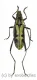 Cerambycidae spec. #77 ( 15 - 19 )