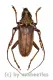 Cerambycidae spec. #78 ( 35 - 39 )