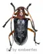 Cerambycidae spec. #81 ( 15 - 19 ) A2