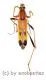 Cerambycidae spec. #85 ( 10 – 14 ) A2