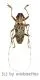 Cerambycidae spec. #89 ( 20 – 24 )