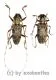 Cerambycidae spec. #89 ( M 30 – 34 )