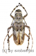 Cerambycidae spec. #90 ( 30 – 34 ) A1-