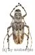 Cerambycidae spec. #90 ( 30 – 34 ) A1-