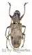 Cerambycidae spec. #92 ( 20 – 24 )