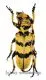 Cerambycidae spec. #94 ( 20 – 24 )