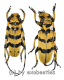 Cerambycidae spec. #94 ( M 20 – 24 )