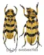Cerambycidae spec. #94 ( M 20 – 24 )