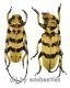 Cerambycidae spec. #94 ( M 15 – 19 )