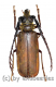 Ceratocentrus spinicornis ( 35 – 39 )