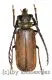Ceratocentrus spinicornis ( 35 – 39 )