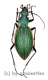 Ceroglossus buqueti andestus ( 20 – 24 )