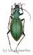 Ceroglossus buqueti andestus ( 20 – 24 )
